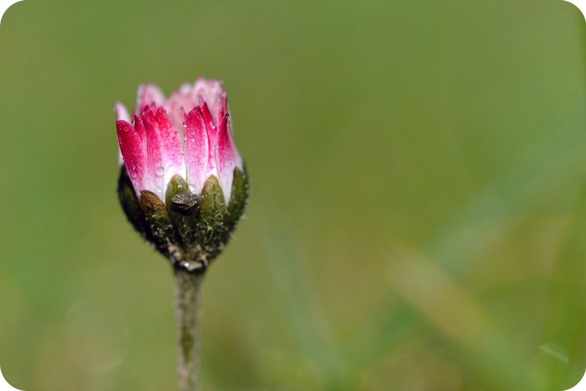 Gänseblümchen
