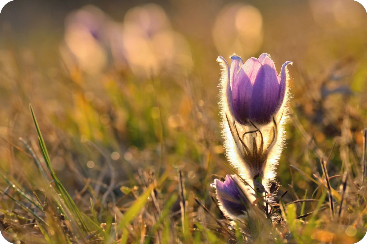 Küchenschelle pulsatilla